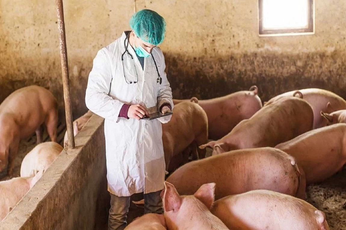 Υπουργείο Περιβάλλοντος και Ενέργειας: Λήψη προληπτικών μέτρων για την αποτροπή εισόδου της αφρικανικής πανώλης χοίρων στη χώρα μας